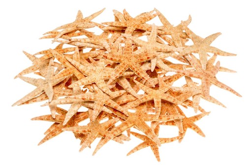 Sugar seestern cm - sugar, 8-10