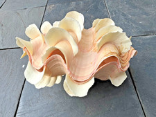 Große Dekomuschel 25 cm –