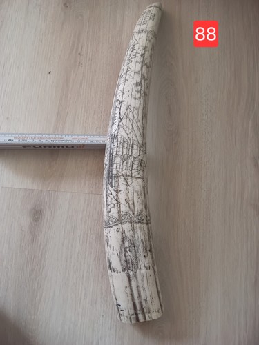 Großer scrimshaw walrosszahn - großer,